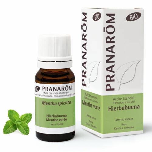 Olejek eteryczny miętowy **Mięta zielona / Spearmint / Mentha spicata** 10ml*PRANARÔM*BIO